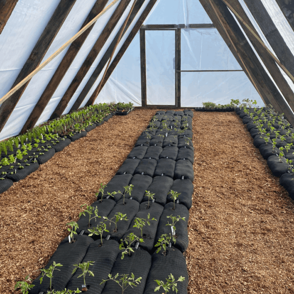 Socked Organics - Image 7