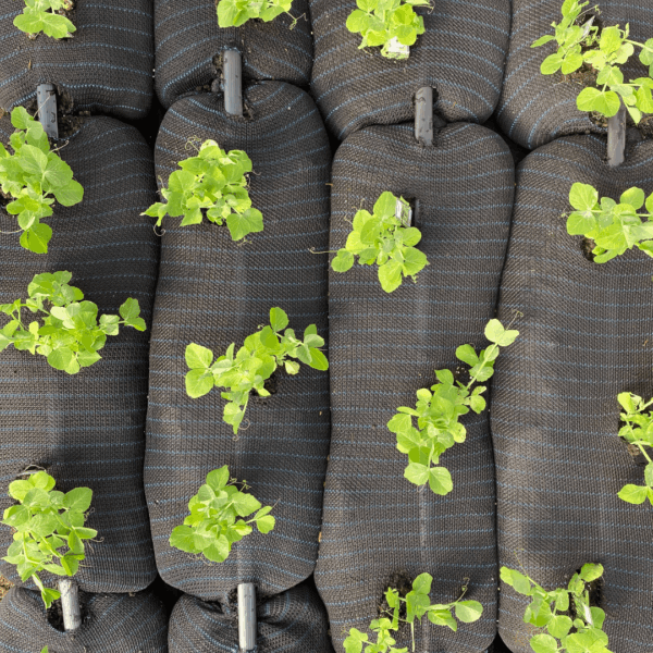 Socked Organics - Image 5