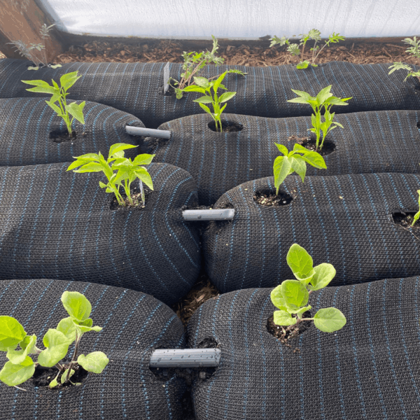 Socked Organics - Image 4