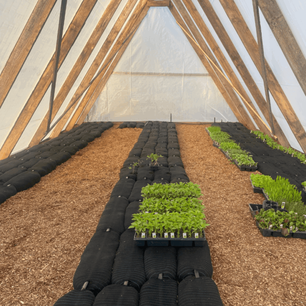 Socked Organics - Image 3